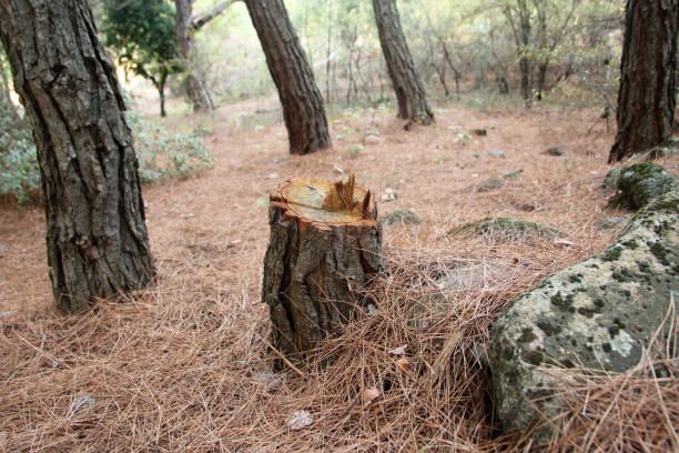 Best Emergency Tree Removal  in Mountain View, NC