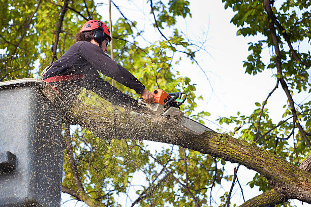 How Our Tree Care Process Works  in  Mountain View, NC